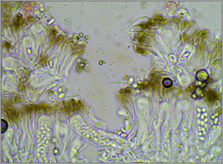 Myriolecis sambuci, Lecanora sambuci