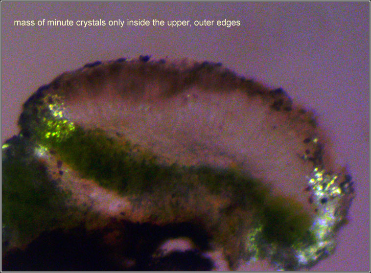 Myriolecis sambuci, Lecanora sambuci