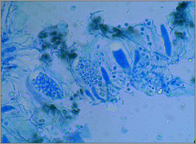 Myriolecis sambuci, Lecanora sambuci