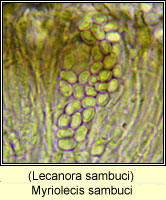 Myriolecis sambuci (Lecanora sambuci)