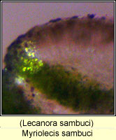 Myriolecis sambuci (Lecanora sambuci)