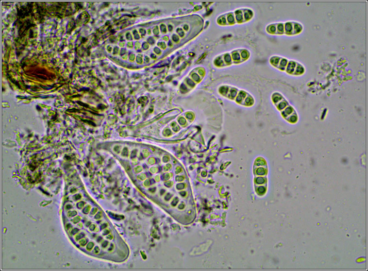 Tomasellia gelatinosa