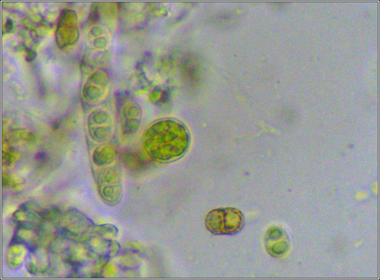 Xenonectriella physciacearum