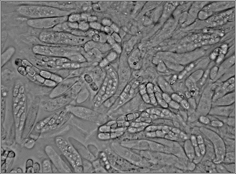 Pronectria oligospora