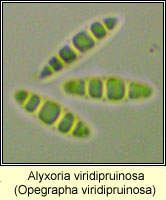 Alyxoria viridipruinosa (Opegrapha viridipruinosa)