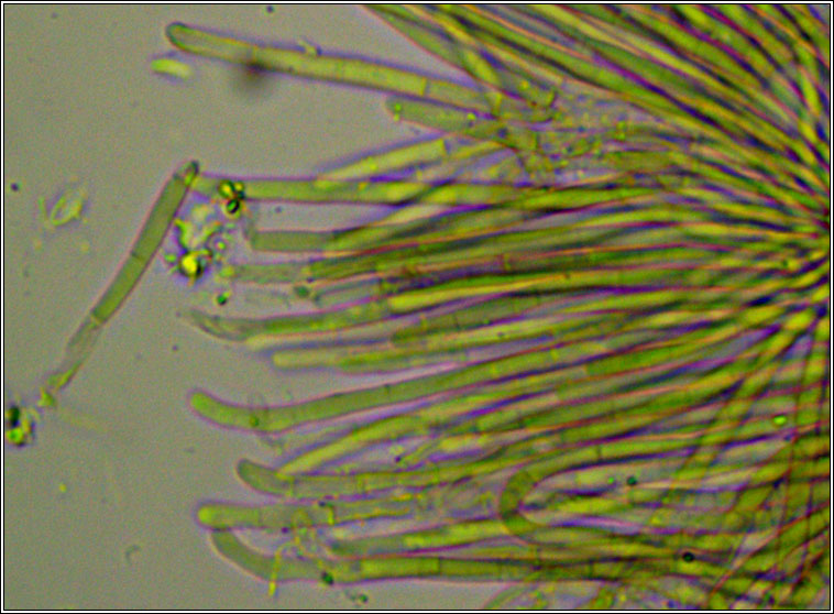 Psammina filamentosa