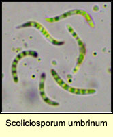 Scoliciosporum umbrinum