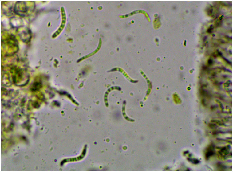 Scoliciosporum umbrinum