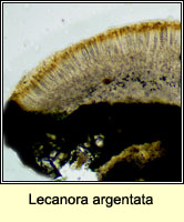 Lecanora argentata