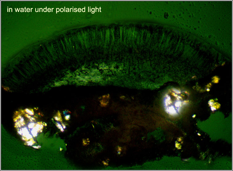 Lecanora argentata, polarised light