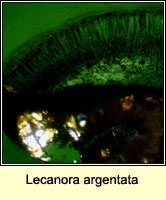Lecanora argentata