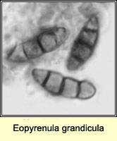 Eopyrenula grandicula