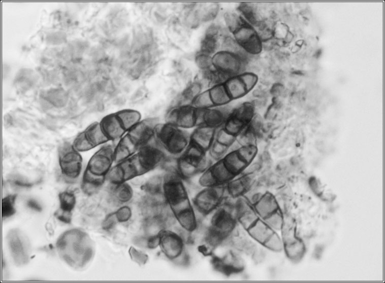 Eopyrenula grandicula