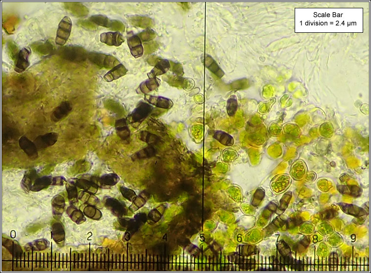 Eopyrenula grandicula