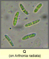 Q on Arthonia radiata