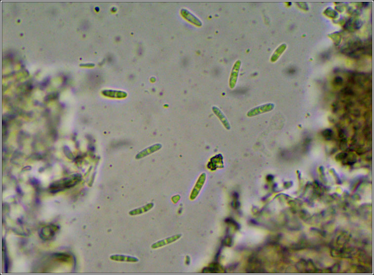 lichenicolous on Arthonia radiata