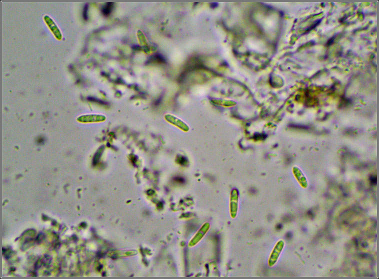 lichenicolous on Arthonia radiata