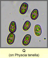 Q on Physcia tenella