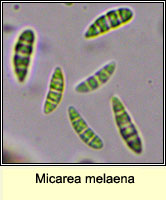 Micarea melaena