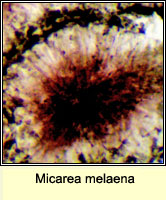 Micarea melaena