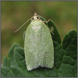 Green Oak Tortrix, Tortrix viridana