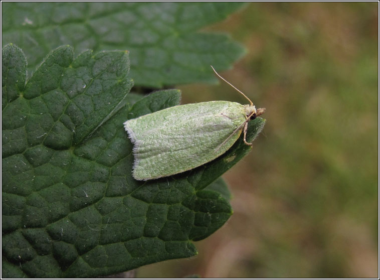 Green Oak Tortrix, Tortrix viridana