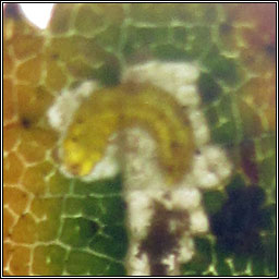 Stigmella luteella