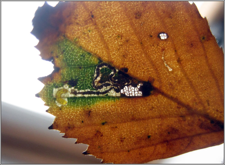 Stigmella luteella