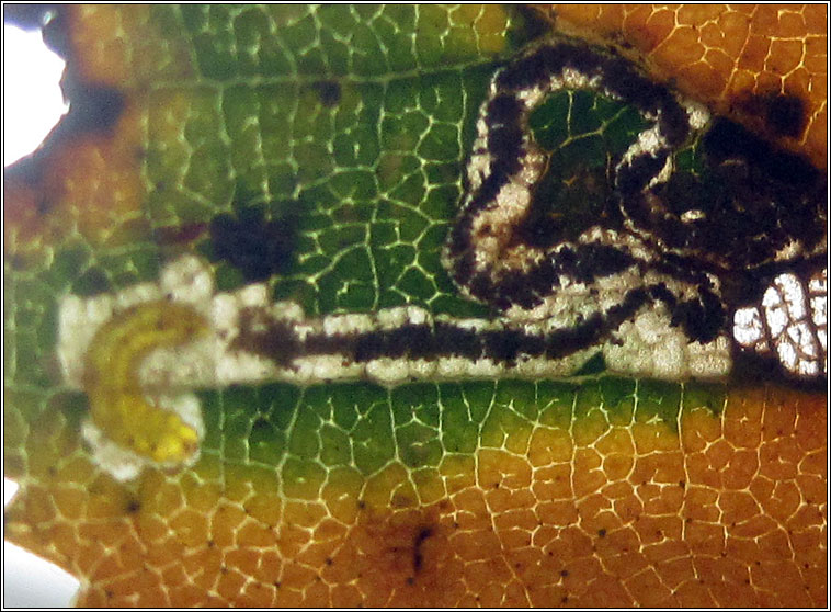 Stigmella luteella