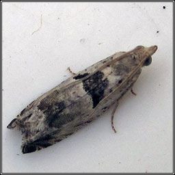 Epinotia ramella