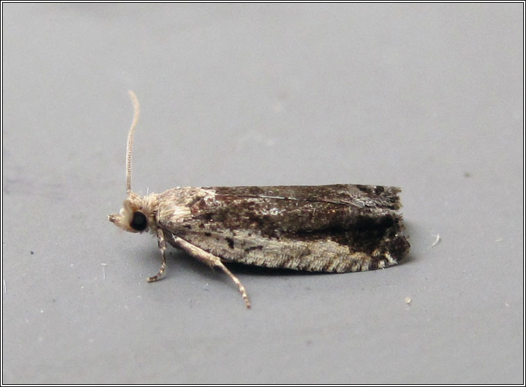 Epinotia ramella f costana