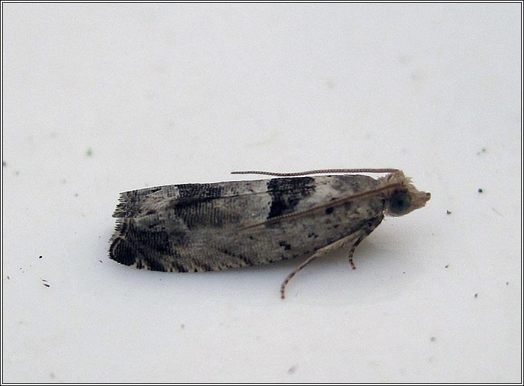Epinotia ramella