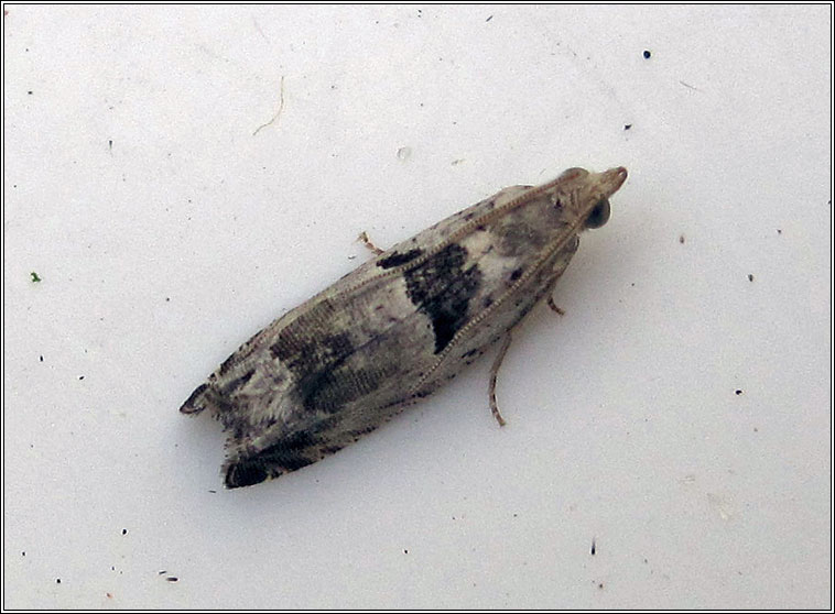 Epinotia ramella