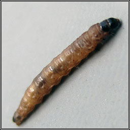 Spilonota ocellana, Bud Moth