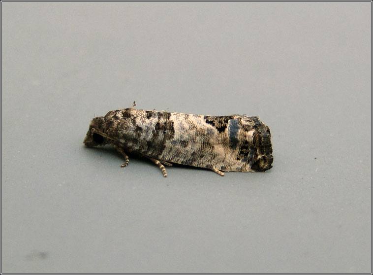 Spilonota ocellana, Bud Moth