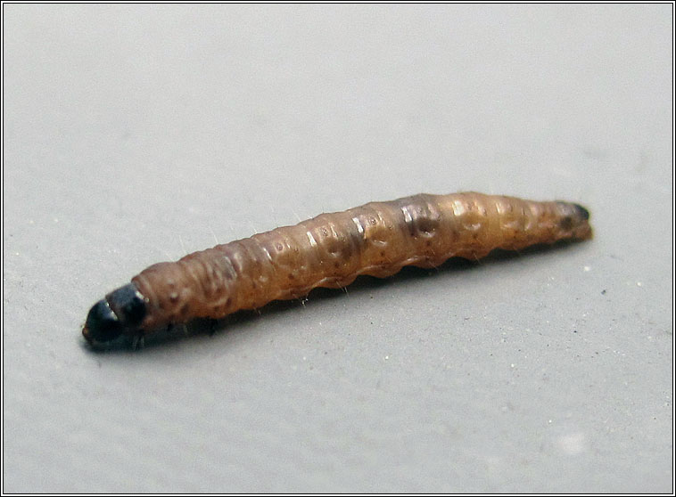 Spilonota ocellana, Bud Moth