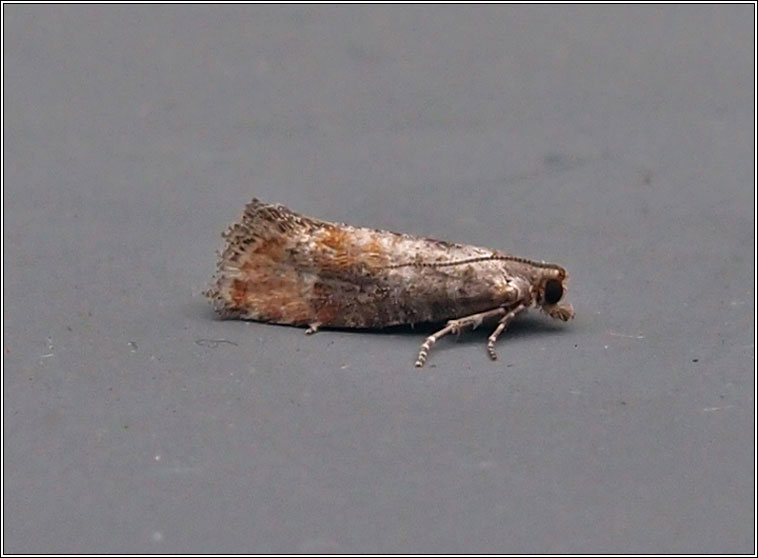 Pine Leaf-mining Moth, Clavigesta purdeyi