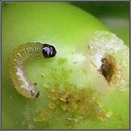 Cydia nigricana, Pea Moth