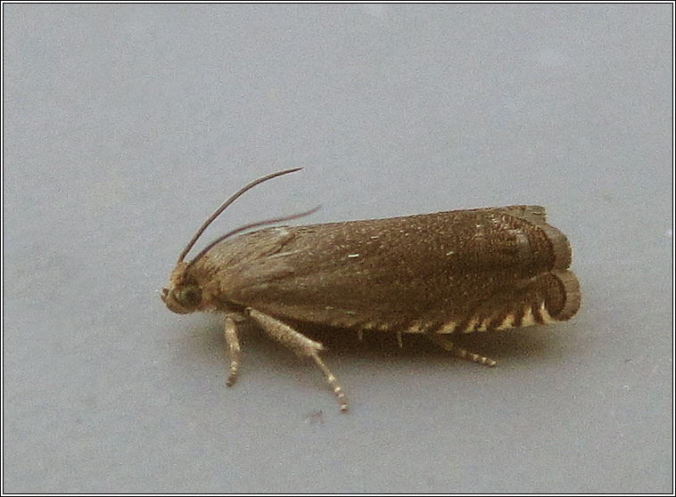 Cydia nigricana, Pea Moth