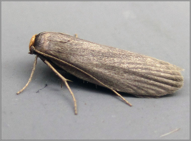Moths - Lesser Wax Moth, Achroia grisella