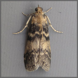 Euzophera pinguis