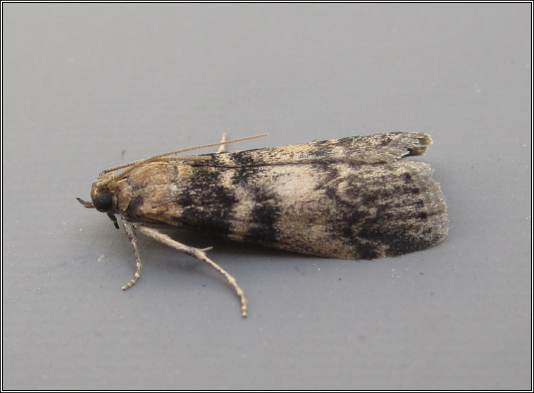 Euzophera pinguis