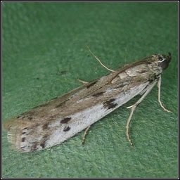 Phycitodes binaevella