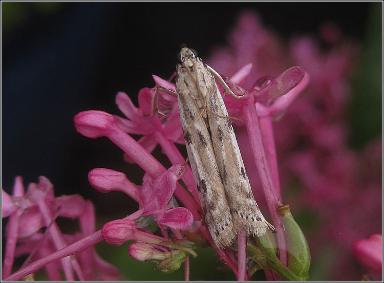 Phycitodes binaevella