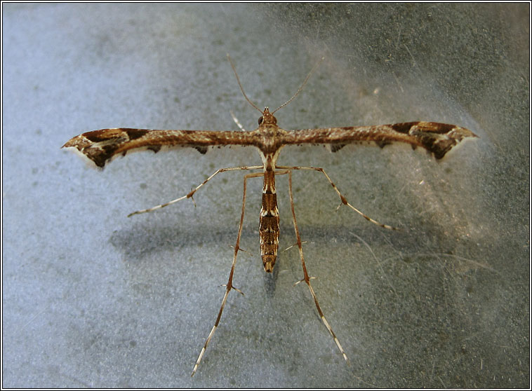 Amblyptilia acanthadactyla