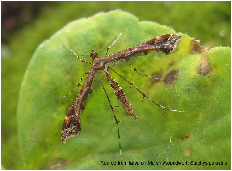 Amblyptilia acanthadactyla