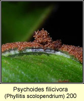 Psychoides filicivora