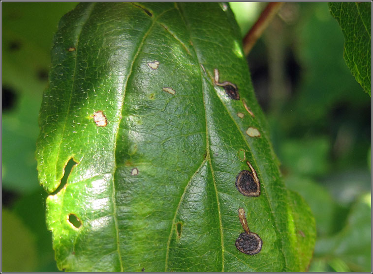 Bucculatrix frangutella