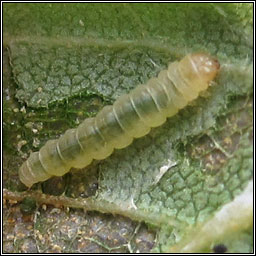 Caloptilia populetorum