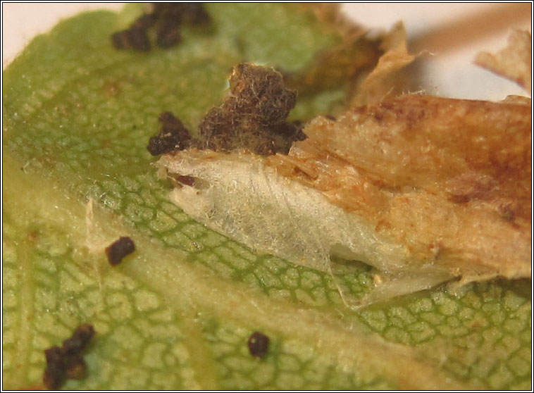 Caloptilia populetorum